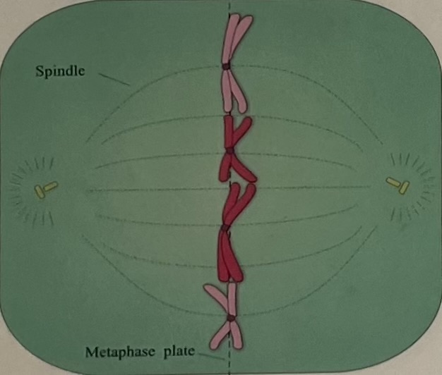 <p>Chromosomes align themselves in a single file line in the middle </p>
