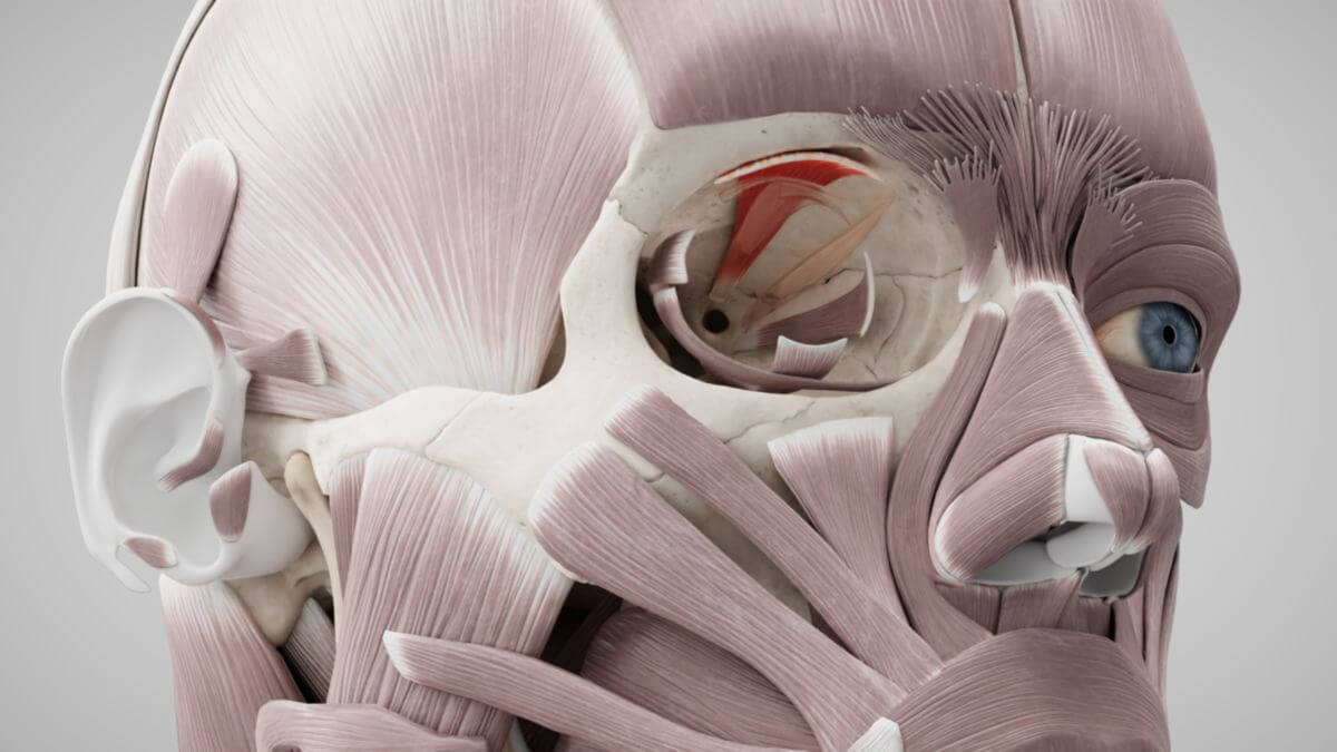 <p>a muscle responsible for elevating the upper eyelid</p>