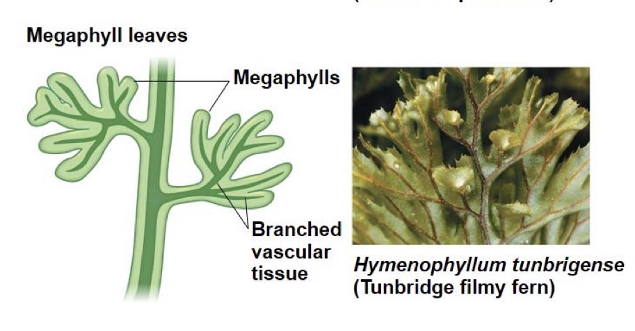 <p>(Larger leaves with branched vascular system) found in ferns and seed plants</p>