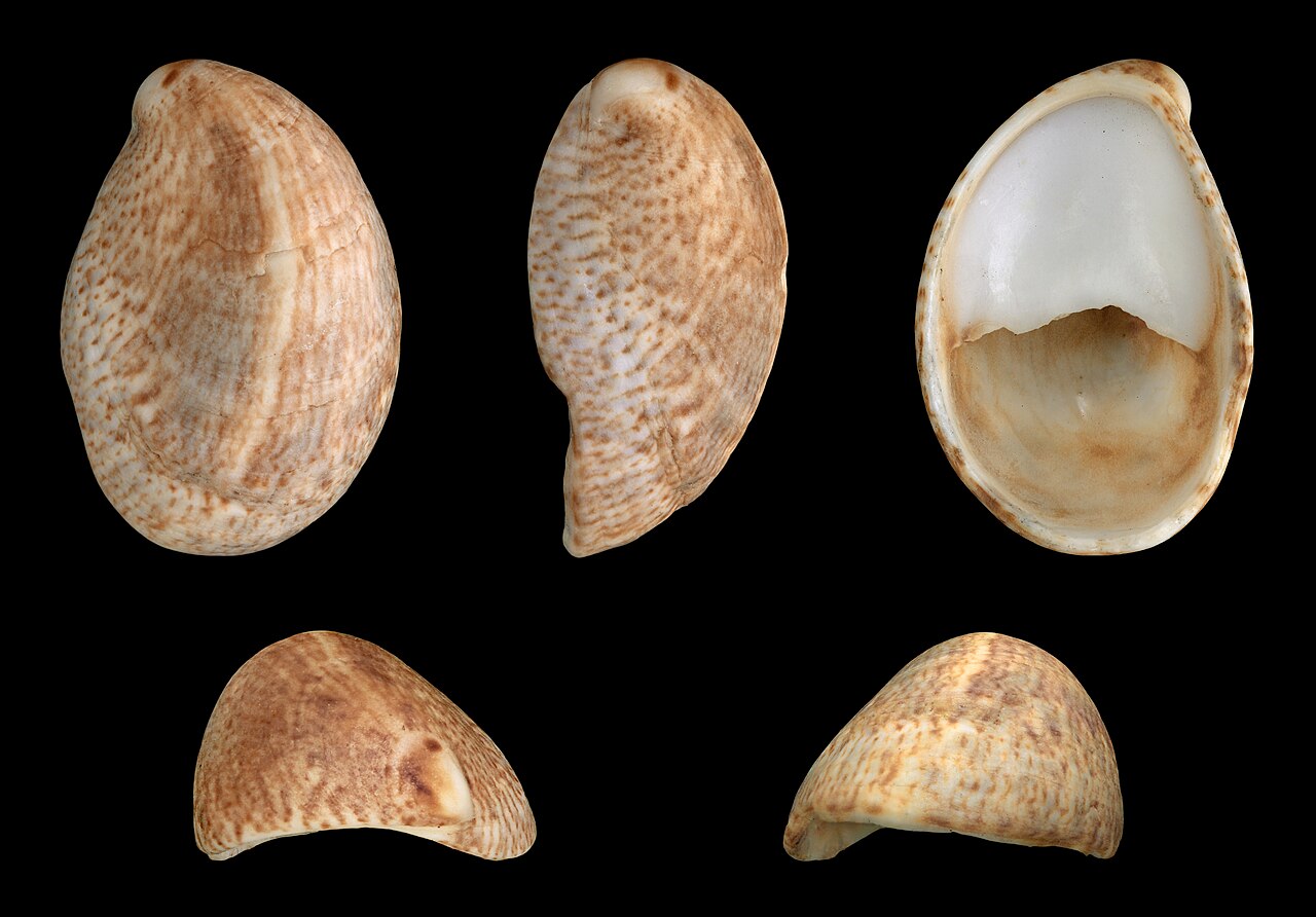 <p>Common Slipper Shell </p>