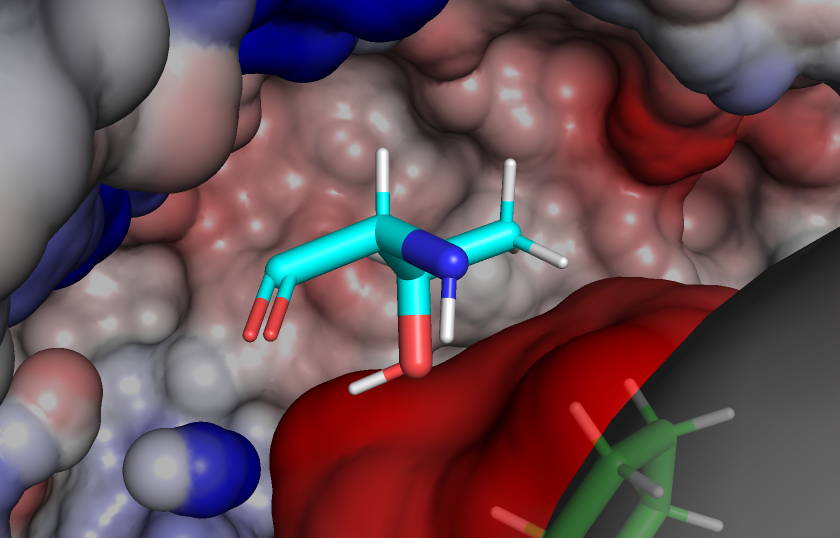 <p>T123 as the gatekeeper residue side chian: (OH-)-CH2-(CH3)</p><p></p><p>The slightly more enclosed ATP pocket at the frant due to bulky Phe133 is compensated by the smaller, mor polar Thr123, compared o methionine or leucin in other NAKs. This residue contributes to the formation of a deeper backpocket, that can be occupied by eg. the morpholine of the isothiazolopyridine. <strong>or for our compounds the 3-position side chain</strong></p><p>This is not the hydrophobic back pocket that becomes accessible in the DFG-out conformation but just a larger ATP binding pocket because the gatekeeper doesn’t take up as much space.</p>