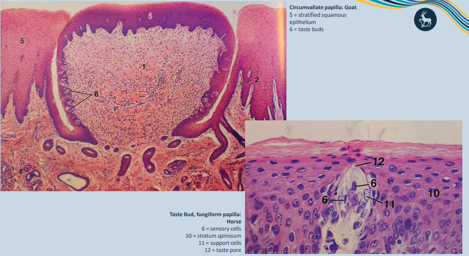 <p>Oral mucosa</p><p>• Stratified squamous epithelium</p><p></p><p>Dorsal surface of tongue has <strong>papillae</strong></p><p><strong>• Filiform</strong></p><p><strong>• Circumvallate</strong></p><p><strong>• Fungiform</strong></p><p><strong>• Foliate</strong></p><p></p><p>T<strong>aste buds</strong> located in circumvallate, fungiform and foliate papillae</p><p>• Contain specialised taste cells</p><p></p><p><strong>Filiform </strong>papillae responsible for touch</p>