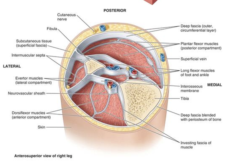 <p></p><ul><li><p><strong>Deep fascia:</strong></p><ul><li><p>dense connective tissue deep to subcutaneous tissue.</p></li><li><p>keeps everything contained </p></li></ul></li><li><p><strong>Investing fascia</strong>:</p><ul><li><p><span>Covers (invests) muscles to allow to smooth movements.</span></p></li></ul></li><li><p><strong>Intermuscular septum </strong>(septa = plural):</p><ul><li><p><span>Thick sheets that attach to bone to separate muscles into “compartments” (muscles will have similar action and neurovascular supply).</span></p></li></ul></li><li><p><strong>Retinaculum</strong> (retinacula = plural):</p><ul><li><p><span>Thickened sheet that holds tendons in place.</span></p></li><li><p><span>typically in the wrists and ankles where there are a lot of tendons </span></p></li></ul></li><li><p><span><strong>Muscle</strong> – covered in (deep) investing fascia.</span></p></li></ul><p></p>