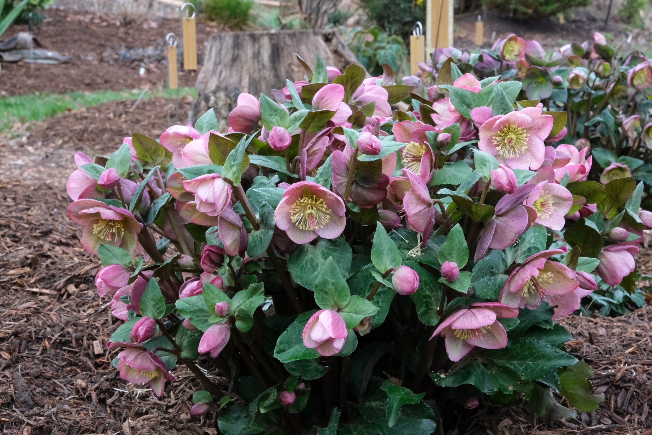 <p>Helleborus orientalis</p>