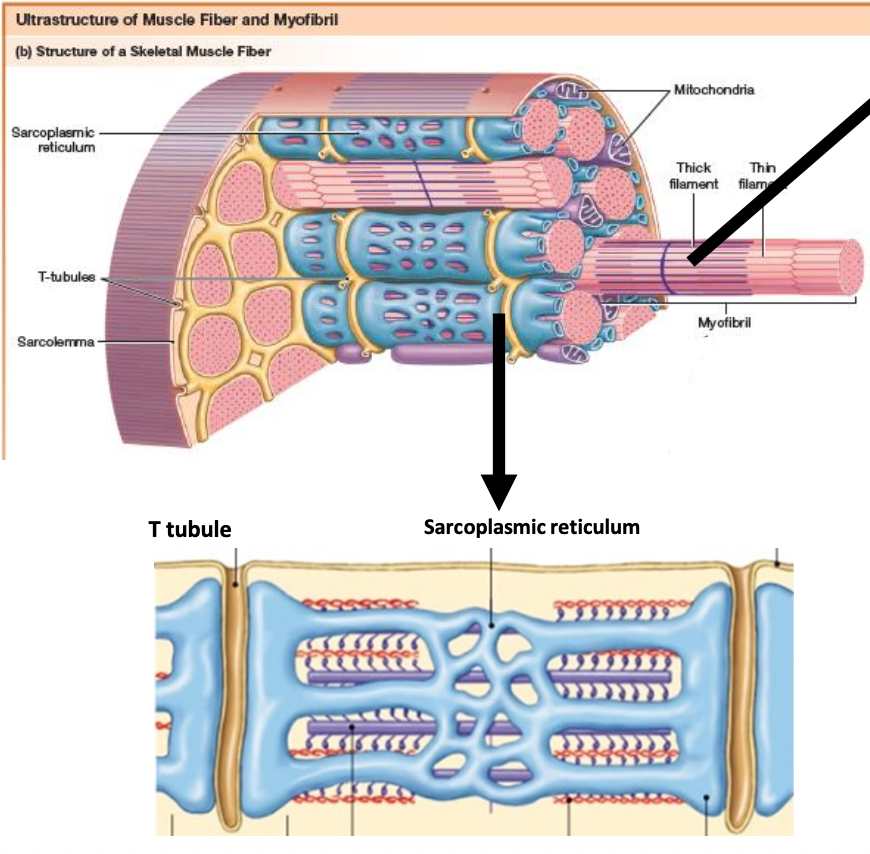 <ul><li><p><strong><mark data-color="purple" style="background-color: purple; color: inherit;">Thin filaments (actin)</mark></strong></p></li><li><p class="p2"><strong><mark data-color="red" style="background-color: red; color: inherit;">Thick filaments (miosin)</mark></strong></p></li><li><p class="p3"><strong>Regulatory proteins</strong></p></li></ul><p></p>