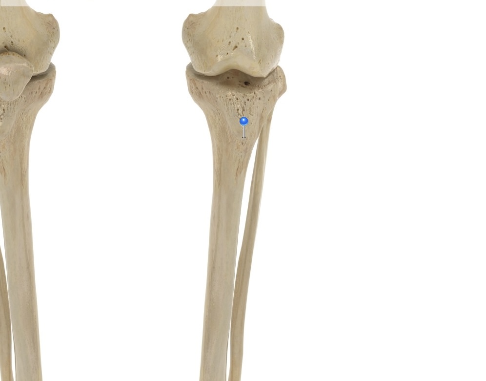 <p>A prominent bump on the anterior surface of the tibia, just inferior to the condyles</p>