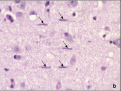 <p>What does this image show?</p>