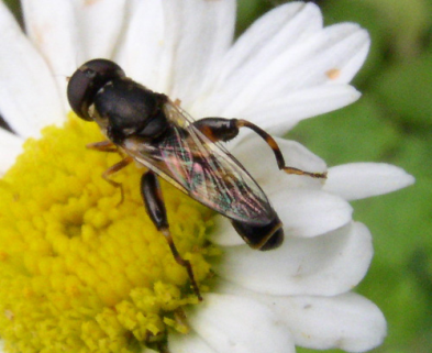 <p>Identify the order</p>