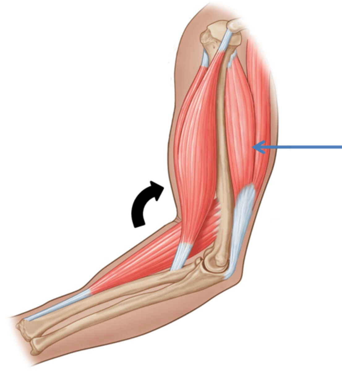 <p>Muscles that oppose or reverse a particular movement act. When a prime mover is active, it is possible for its antagonists to be stretched or remain relaxed. Usually, however, the antagonists contract slightly during the movement to keep the movement from overshooting its mark or to slow it near its completion. Antagonists can also be prime movers in their own right; that is, an antagonist for one movement can serve as an agonist for the opposite movement.</p>