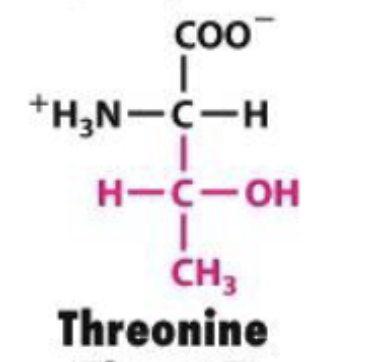 <p>Thr or T</p>