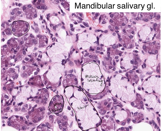 <p>Mixed gland - both mucous and serous segments/units</p><p>Mandibles salivary gland </p>
