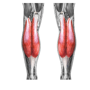 <p>origin: distal posterior femur insertion: achilles tendon</p>