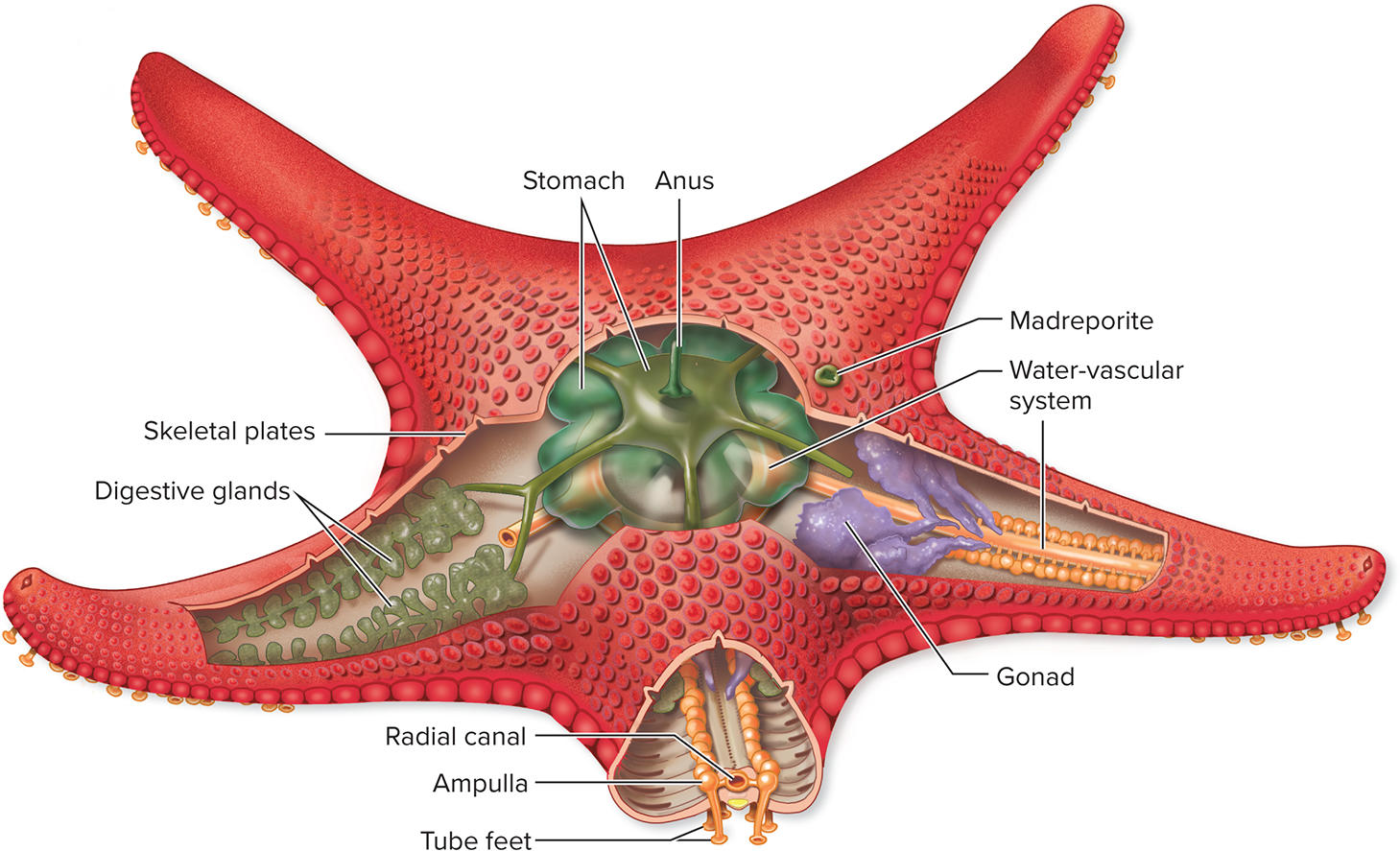 <p>A network of water-filled canals running through the body of echinoderms. Water enters through the madreporite (a pore on the top surface) and flows into canals extending into each arm, ending in tube feet. Water pressure in this system controls movement of the tube feet.</p>