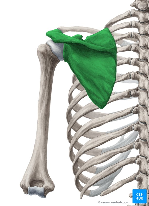 <p>What is the shoulder blade also called?</p>