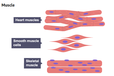 <p>How does the structure of a muscle cell help it carry out its function?⁵</p>
