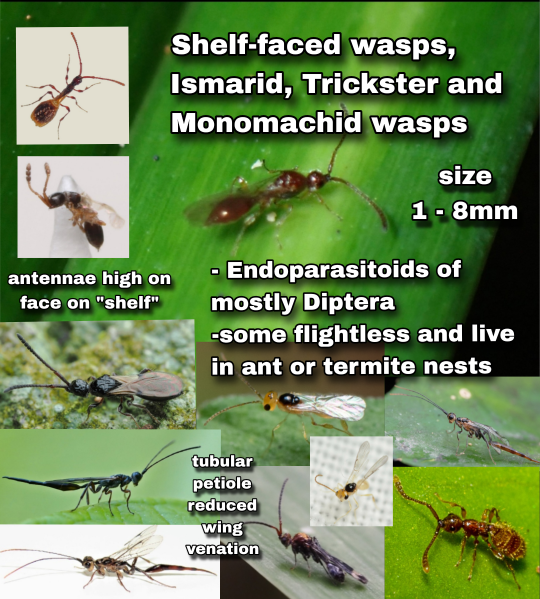 <p>Shelf-faced wasps, Ismarid, Trickster and Monomachid (Parasitica)</p>