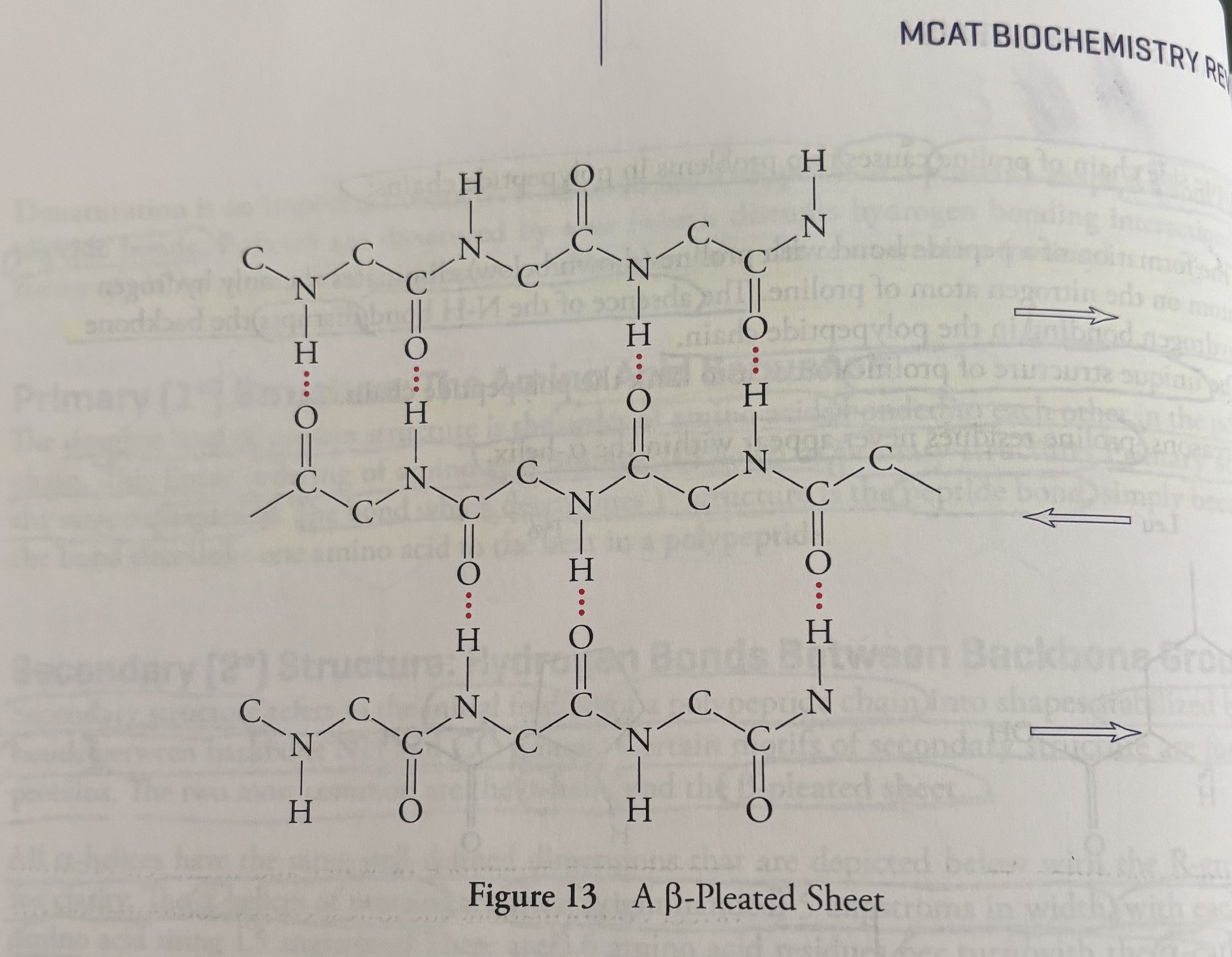 <p><u>B-pleated sheets </u></p><p>B-pleated sheets, because they are secondary structures, are also stabilized by hydrogen bonding between NH and CO groups in the polypeptide backbone.</p><p>In B-pleated sheets, however, hydrogen bonding occurs between residues distant from each other in the chain or even on separate polypeptide chains. </p><p>also, the backbone of a B-pleated sheet is extended rather than coiled, with side groups above and below the plane of the B-sheet. </p><p><u>two types of B-pleated sheets</u></p><p>There are two types of B-sheets, one with adjacent polypeptide strands running in the <strong>same </strong>direction (<strong>parallel </strong>B-pleated sheet) and another in which the polypeptide strands run in <strong>opposite </strong>directions (<strong>antiparallel </strong>B-pleated sheet). </p>