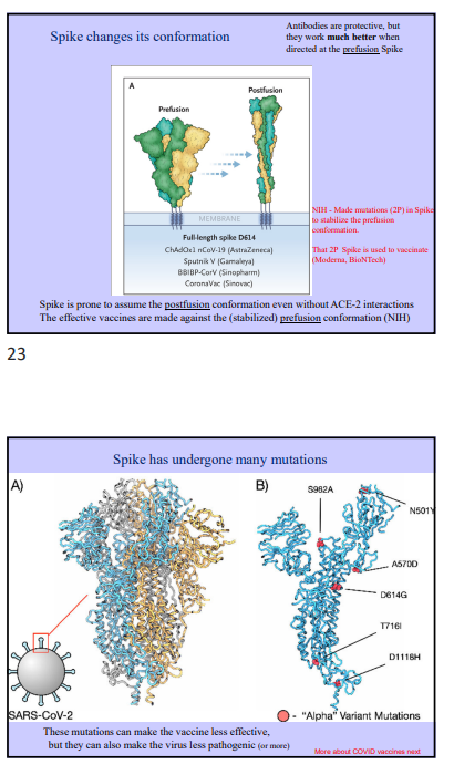 <ul><li><p>sever acute respiratory syndrome coronavirus 2 </p></li><li><p>RNA viruses → positive sense single strand RNA genome</p></li><li><p>contain spike glycoproteins on their outside, allowing virus to enter and infect cells </p><ul><li><p>bind to ACE2 (angiotensin converting enzyme 2 → mammalian receptor for SARS-CoV-2), which controls blood pressure by converting angiotensin 1 to angiotensin 2</p></li><li><p>spike protein like spring and change conformation (goes from pre-fusion state to post-fusion state when binding to ACE2)</p></li><li><p>different antibodies are required for the different conformations </p><ul><li><p>must stabilize prefusion conformation through mutations</p></li></ul></li><li><p>mutations in virus can make vaccine and antibody response less effective, but they can also make the virus less pathogenic (or more) </p><ul><li><p>could prevent binding to ACE2 if too many mutations </p></li><li><p>antibodies can still work, because changes are not massive, but they become less and less effective </p></li></ul></li></ul></li></ul><p></p>