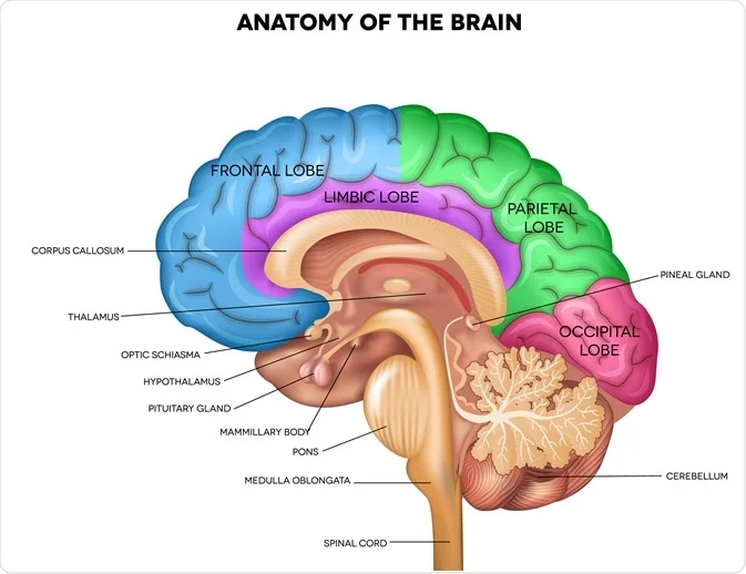 <p>spinal cord connects to medulla oblongata - vital involuntary functions (hearrate)</p><p>pons - bulge - regulate sleep wake cycles, breathing rhythms</p><p>cerebellum - little brain - balance, precision</p><p>pitutary gland</p><p>thalamus - middle filters sensory data</p><p>hypothalamus - homeostasis</p><p>optic schiasma</p><p>corpus callosum - coordinate bilaterally, share data between sides</p><p>cerebrum</p><ul><li><p>frontal - logical thinkning, problem solving, speech production</p></li><li><p>parietal - somatosensory</p></li><li><p>temporal - auditory processing, memory, language</p></li><li><p>occipital - visual info</p></li></ul><p></p>