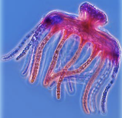 <p>One of the two body forms of Obelia (part of Cnidaria)</p><p>These are motile and have a dome-like structure with tentacles. They are born from reproductive polyp, float away, and later undergo sexual reproduction to produce new polyps</p>