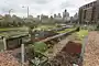 <p><span>inner-city agriculture</span></p>