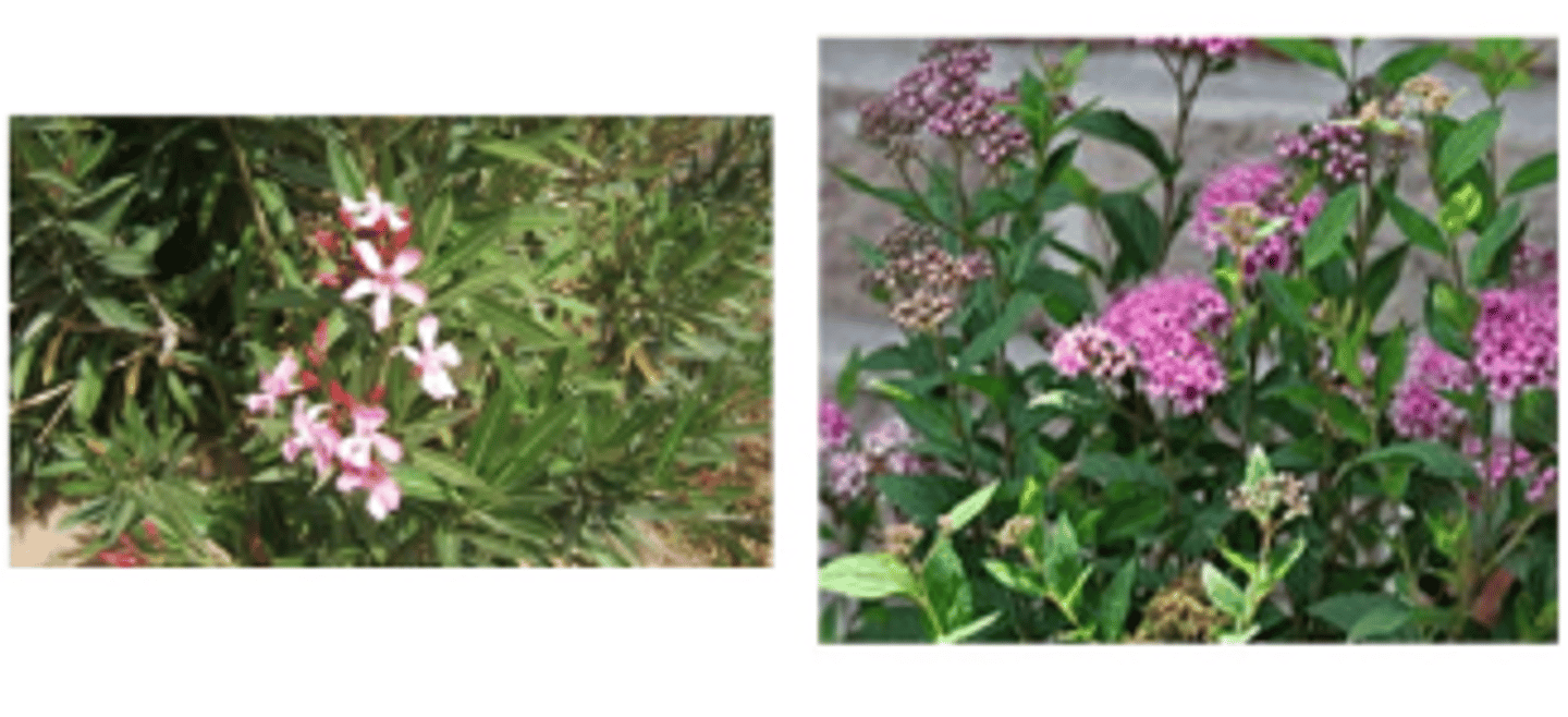 <p>Apocynaceae and Rosaceae</p>