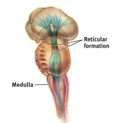 <p>a nerve network that travels through the brainstem into the thalamus and plays an important role in controlling arousal.</p>