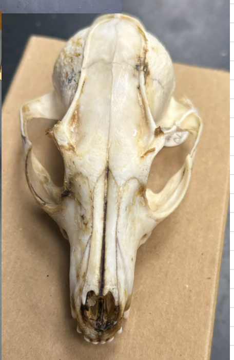 <p>Common Gray Fox</p>