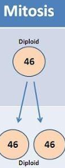 <p>Diploid to diploid</p><p>Produces two genetically identical cells from a single parent cell.</p><ul><li><p>4 stages in total (plus interphase)</p></li><li><p>Happens in somatic cells (not reproductive cells)</p></li><li><p>genetic variation doesn’t change</p></li></ul><p></p>