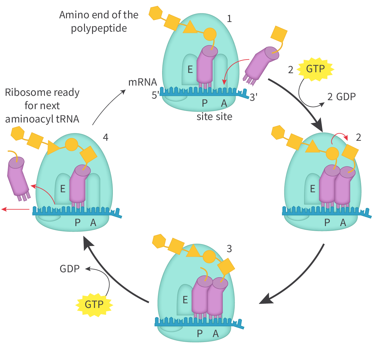 <p>As each codon enters, a matching tRNA (with amino acid) binds, shifting previous tRNAs along. Condensation reactions form peptide bonds between amino acids.</p>