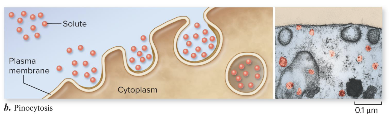 <p><span style="font-size: calc(var(--scale-factor)*23.81px);">Pinocytosis </span></p>