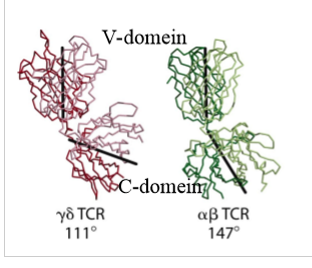 <p>verschil in hoek tussen het variabele en constante domein: </p><ol><li><p>αβ TCR: grotere hoek</p></li><li><p>δγ TCR: kleinere hoek</p></li></ol><p></p>