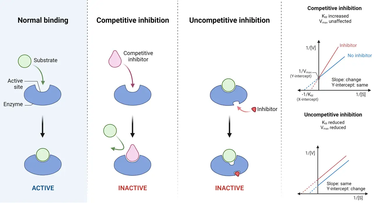 <p><span>competitive inhibition</span></p>