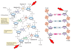 <p>In the cell, DNA bases are added only to a preexisting 3′ OH of a nucleoside monophosphate</p>
