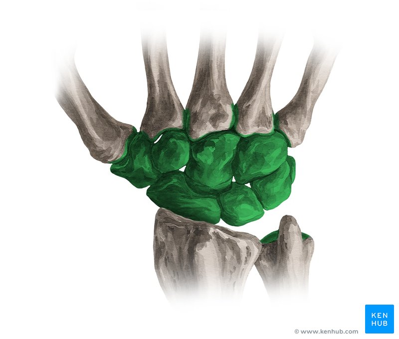 <ul><li><p>trabecular bone that varies in shape and allow minimal flexibility</p></li><li><p>carpal and tarsal bones only</p></li></ul><p></p>