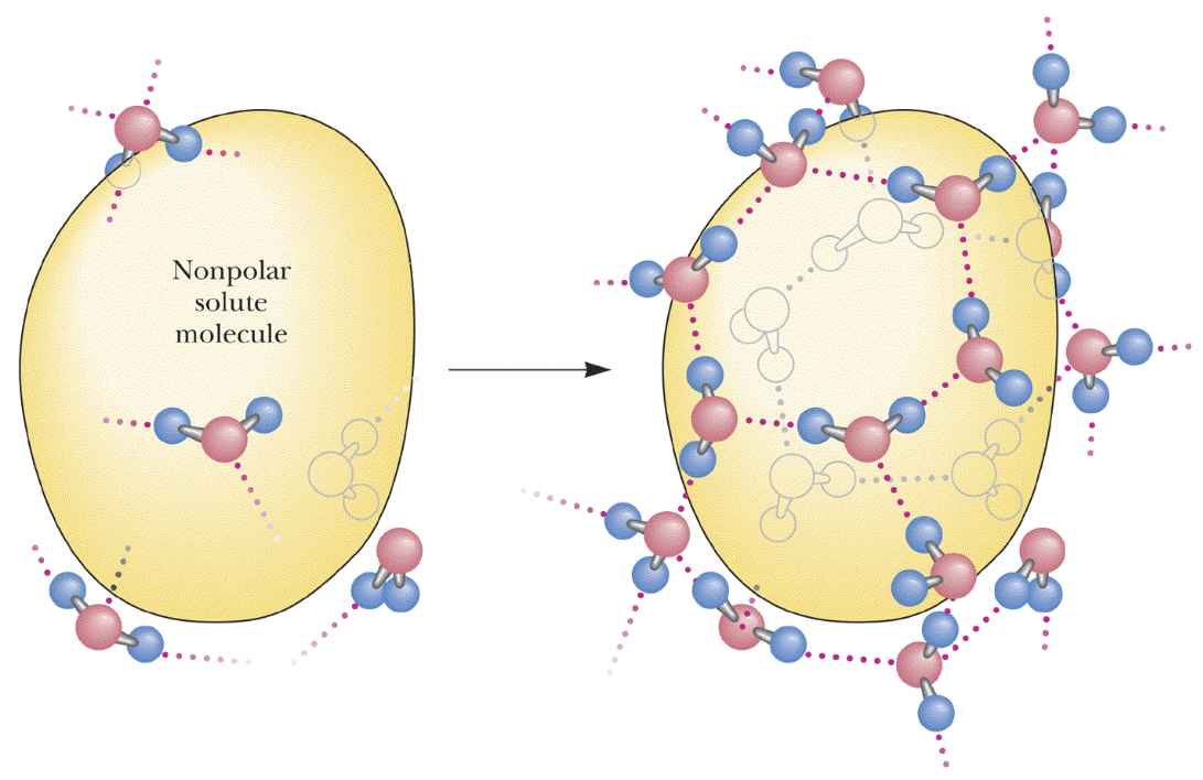 <p>“Cage-like” structures</p><p>Water forms bonds around oil (non-polar solute)</p><p>Surface of oil allows water to slow down enough to encourage <strong>hydrogen bonding</strong></p>