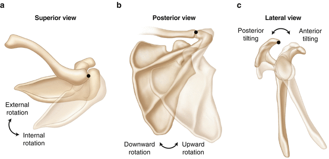<p>Protraction</p>
