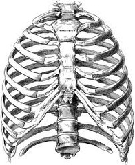 <p>pertaining to the chest</p>