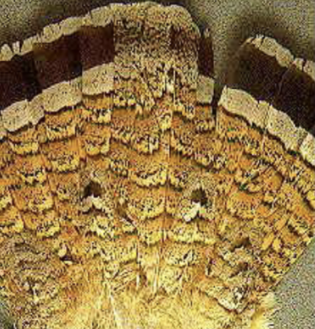 <p>How can you sex Ruffed Grouse? </p>