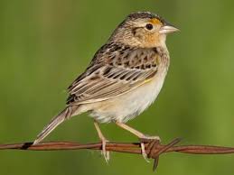 <p>Passeriformes</p><p>Black stripes on crown, white orbital feathers, tan belly, light brown/white legs</p>