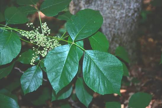 <p>A toxic plant that can be a shrub or vine, identifiable by three leaflets per leaf with the center leaflet on a longer stem, and small white berries.</p>