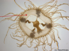 <p>velum, its not a jellyfish</p>