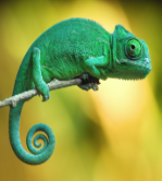<p>Identify the vertebrata class this belongs to.</p>