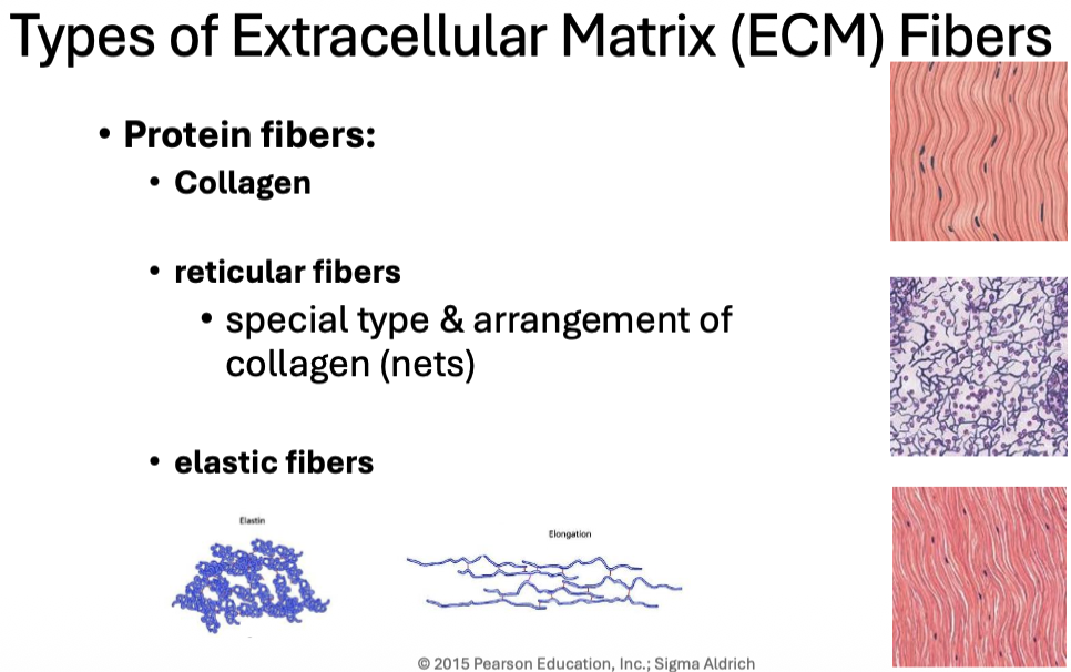 <p><span>One component of ECM; includes collagen, reticular, and elastic fibers.</span><br><span>strength, support, elasticity</span></p>