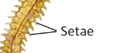 <p>setae</p>