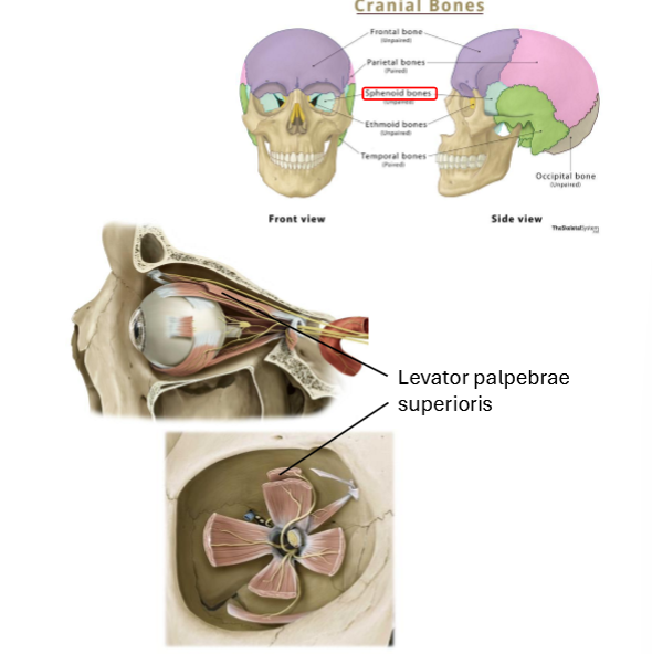 <p>Sphenoid bone</p>