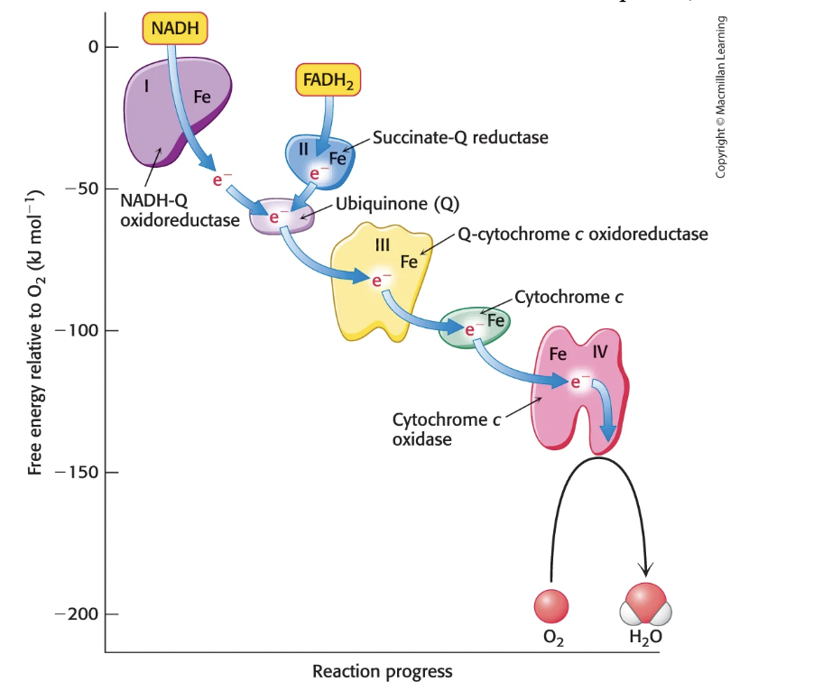 <p>From low reduction potential (more negative, NADH) to high reduction potential (more positive, O<sub>2</sub>)</p>
