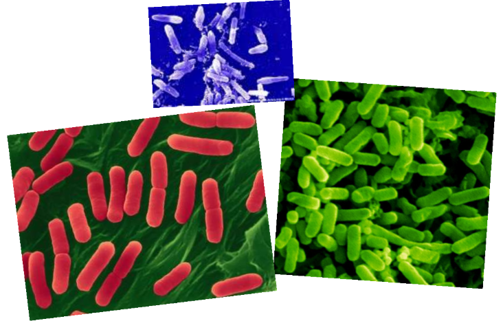 <p>E. coli</p>