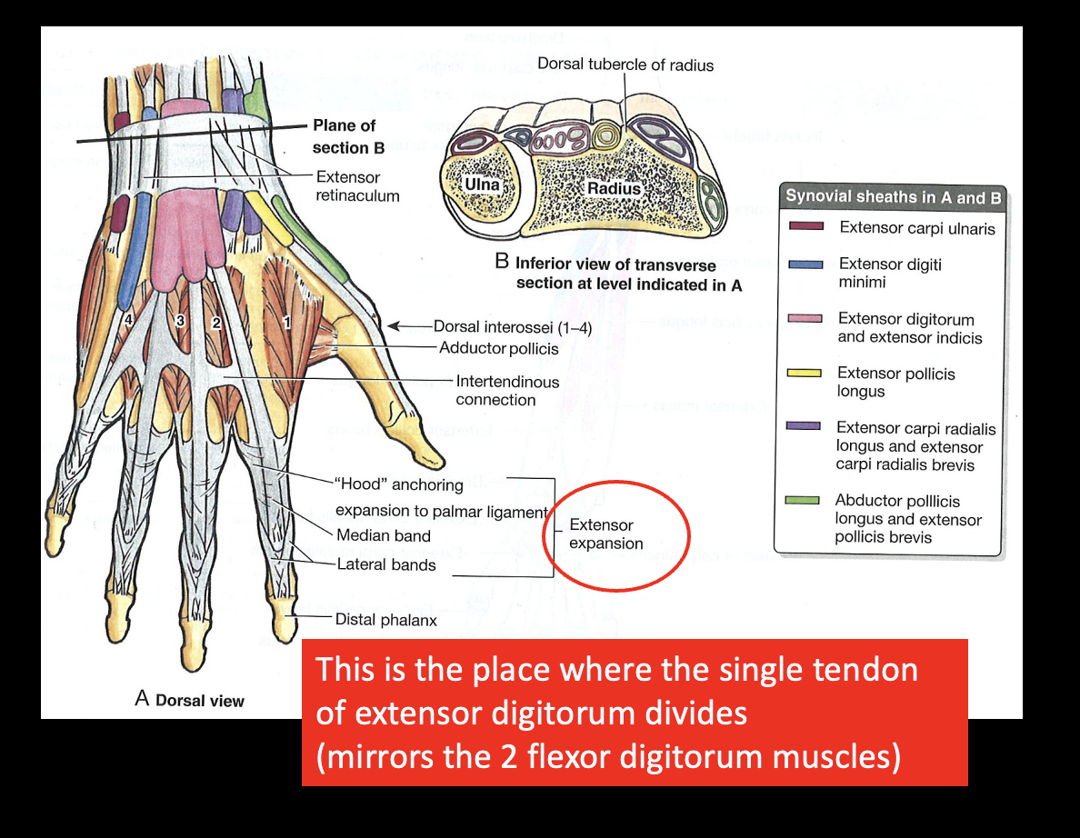 <p>-acts on all IP; to <mark data-color="red" style="background-color: red; color: inherit;">distal </mark>phalanx</p><p><strong>-Extensor Expansion:</strong> dorsal; place where the single tendon of extensor digitorum divides</p>