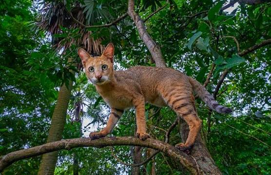 <p>medium to large, sandy-colored, face long and narrow with white muzzle, large ears, long legs, short tail, tuft on ears</p>